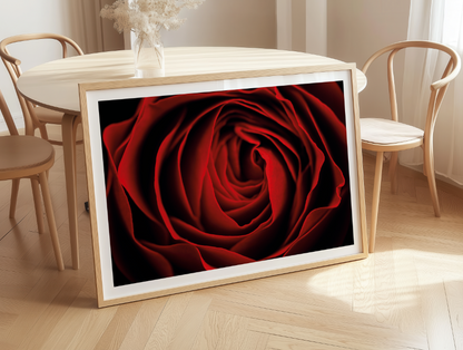 red rose