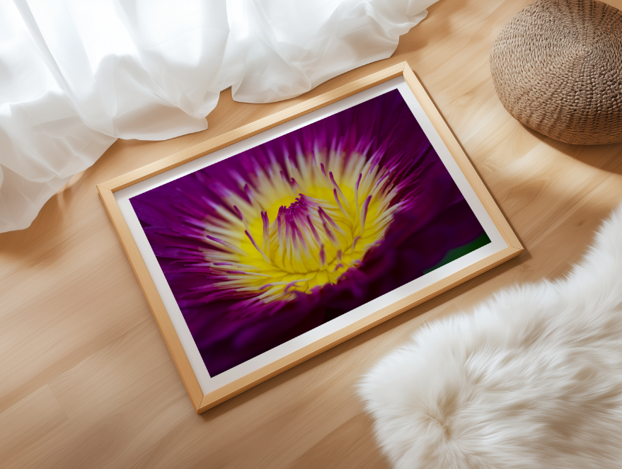 Waterlily