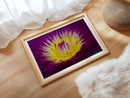 Waterlily