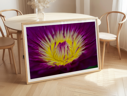 Waterlily
