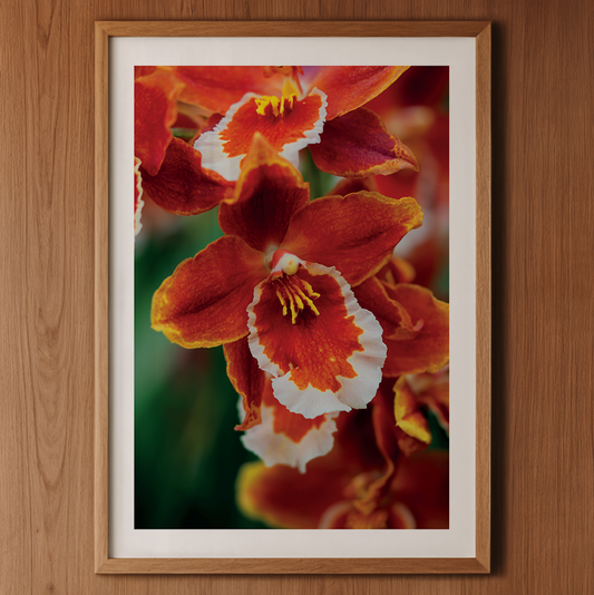 Cattleya Orchidee Kunstdruck