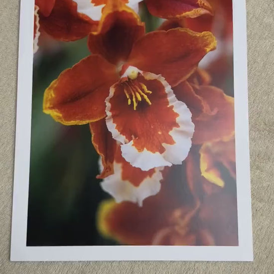 Cattleya