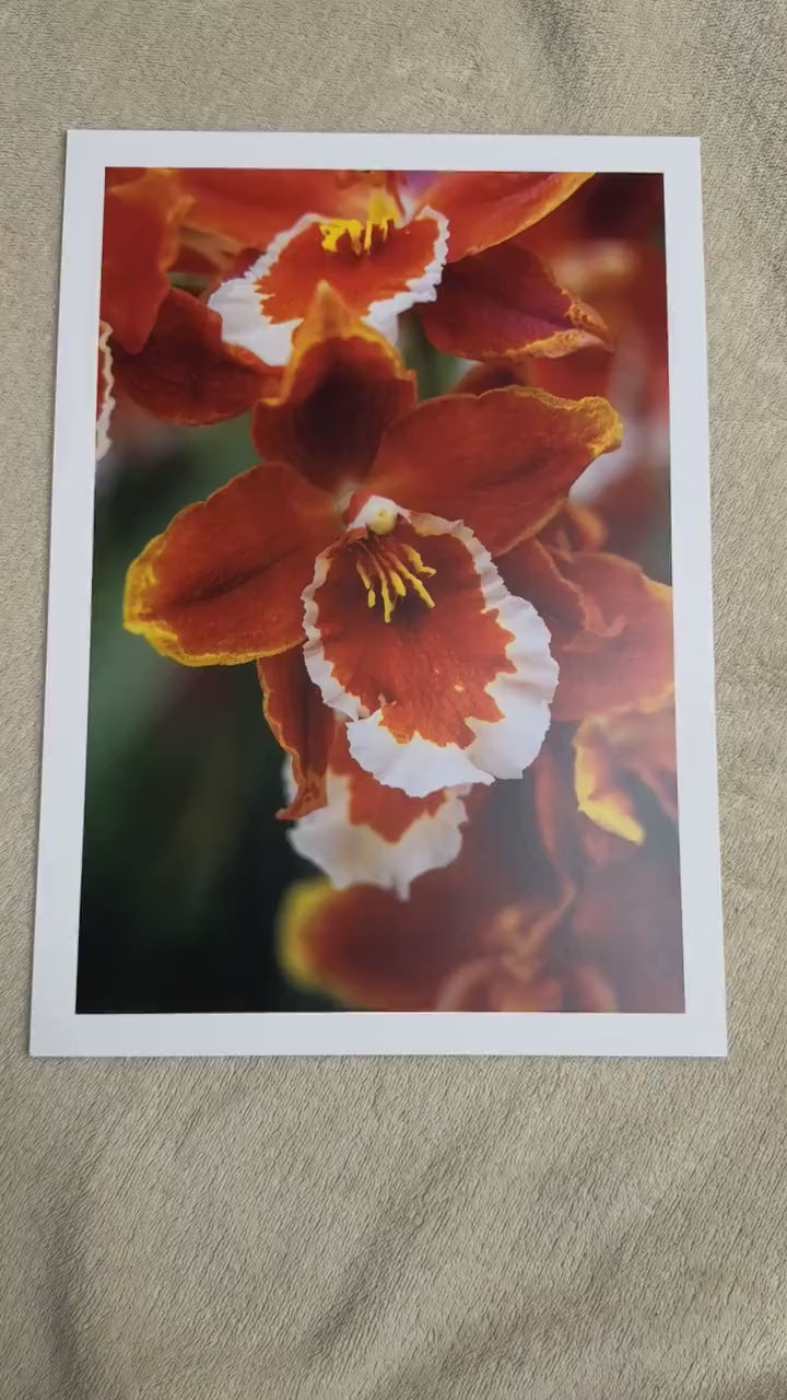 Cattleya